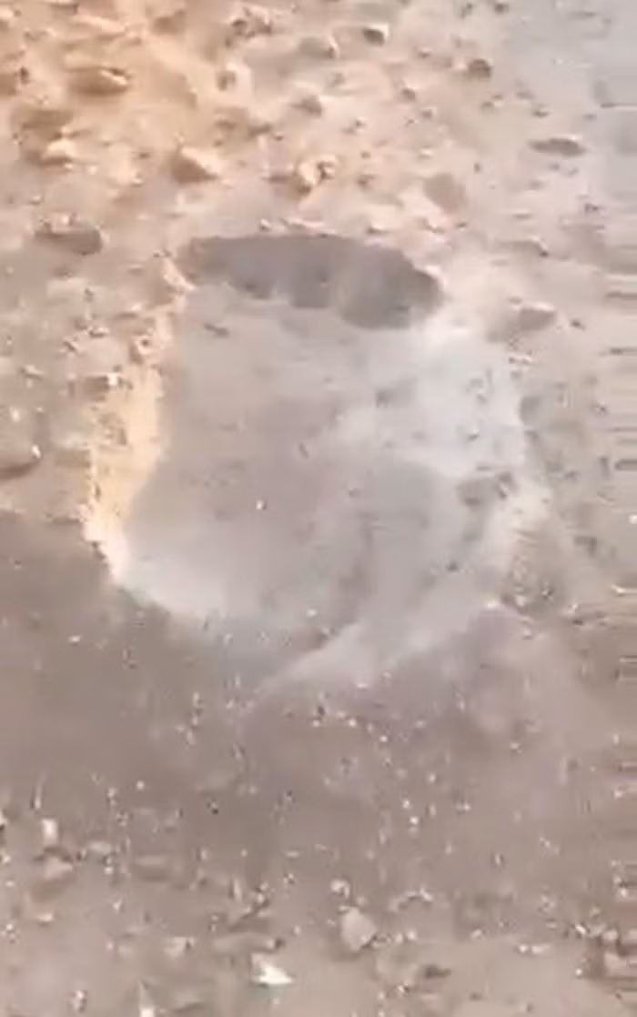 Đoạn video được cho là quay ở Bắc Queensland và đã thu hút sự chú ý trên các phương tiện truyền thông và diễn đàn trực tuyến. Trong video, một nhóm công nhân phát hiện xác lợn rừng bị cắt đôi và gần đó là "dấu chân" khổng lồ, được cho là của quái vật Bigfoot.