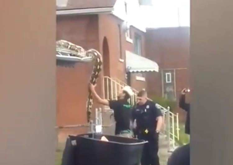 Con trăn tên Juliet đã trốn thoát khỏi lồng do chủ nhân quên khóa cửa, và đây là lần đầu tiên trong 8 năm nó thoát khỏi chuồng. Juliet thường ăn thịt thỏ đông lạnh và không có ý định tấn công người, sống hòa mình với gia đình Jones-White. Lý do khiến nó lên mái nhà là sợ một con chó sủa ở dưới.