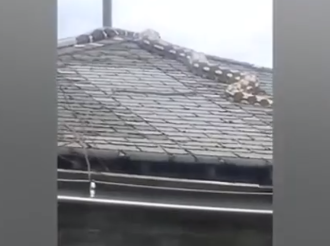 Người hàng xóm Latonda Harvey đã ghi lại cảnh tượng nổi da gà và chia sẻ trên Facebook. Chủ nhân của con " quái thú" này, Devin Jones-White, đã trèo lên mái nhà để đưa con vật xuống, nhưng sau nhiều cố gắng không thành công, anh ôm nó và kéo xuống đất.