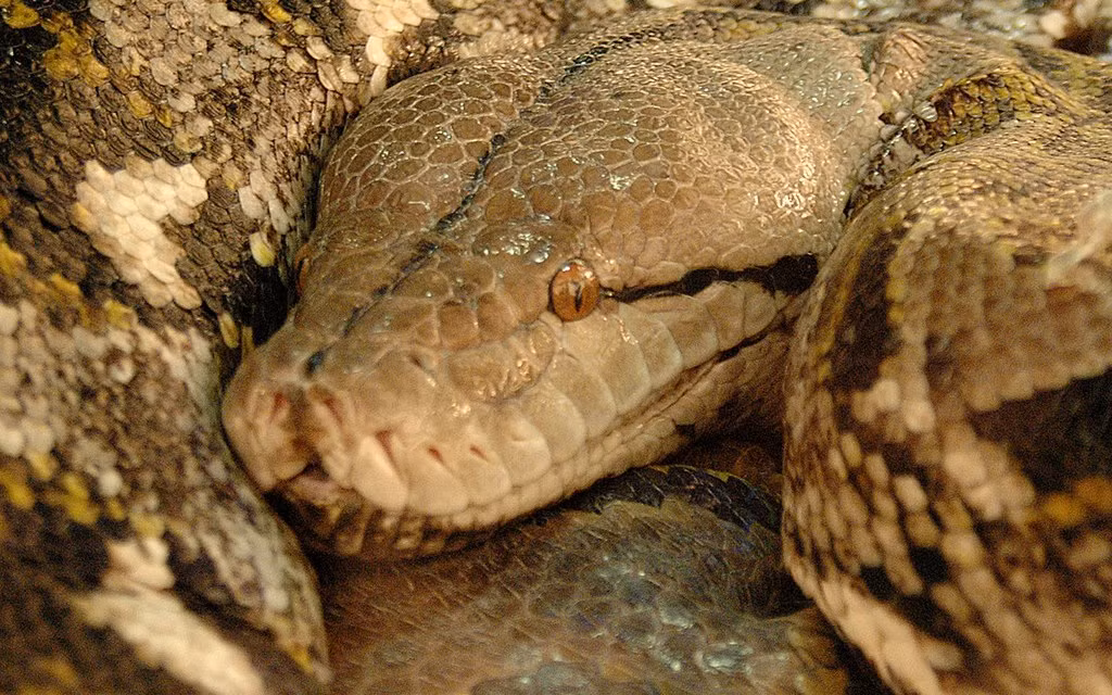 Giống như các loại trăn khác, trăn lưới không có nọc độc và vì vậy chúng giết con mồi bằng cách dùng thân quấn quanh con vật và siết nó cho đến chết. Mặc dù loài trăn lưới đủ khỏe để giết người, chúng không được xem là loài động vật nguy hiểm cho con người và trường hợp người bị chúng tấn công rất ít khi xảy ra.