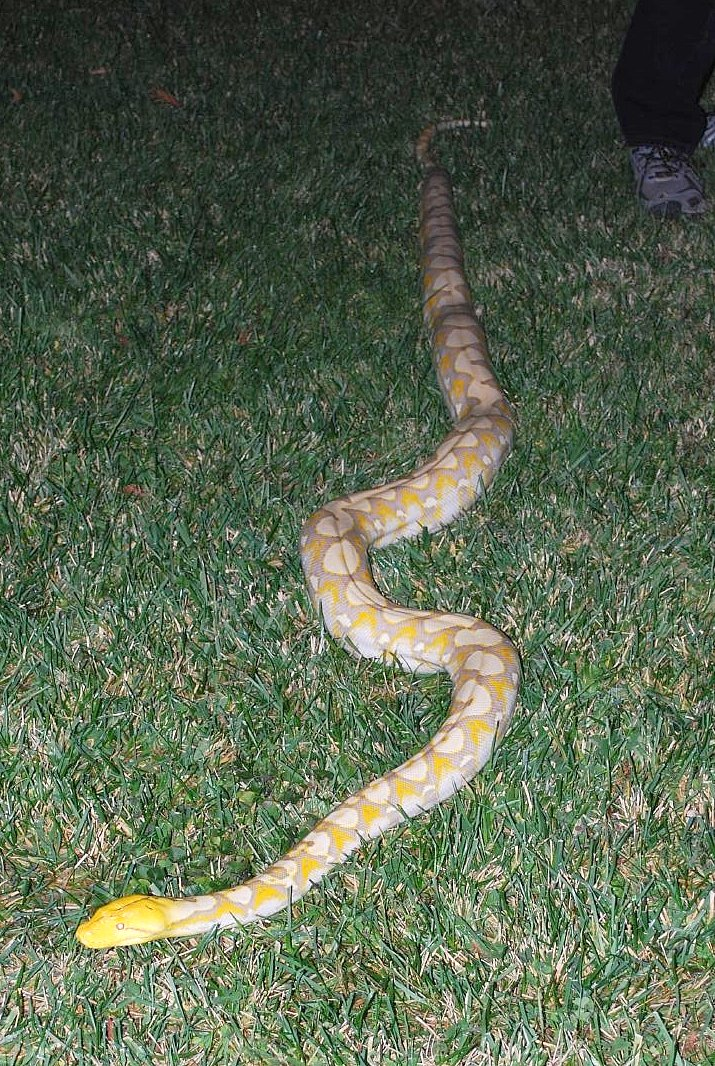 Trong thời gian gần đây, trăn lưới trở thành một vật nuôi thịnh hành và nguyên nhân là do nỗ lực của những người nuôi trăn trong việc chọn lọc ra những nòi trăn mang các đặc điểm biến dị độc đáo, điển hình như các nòi "bạch tạng".