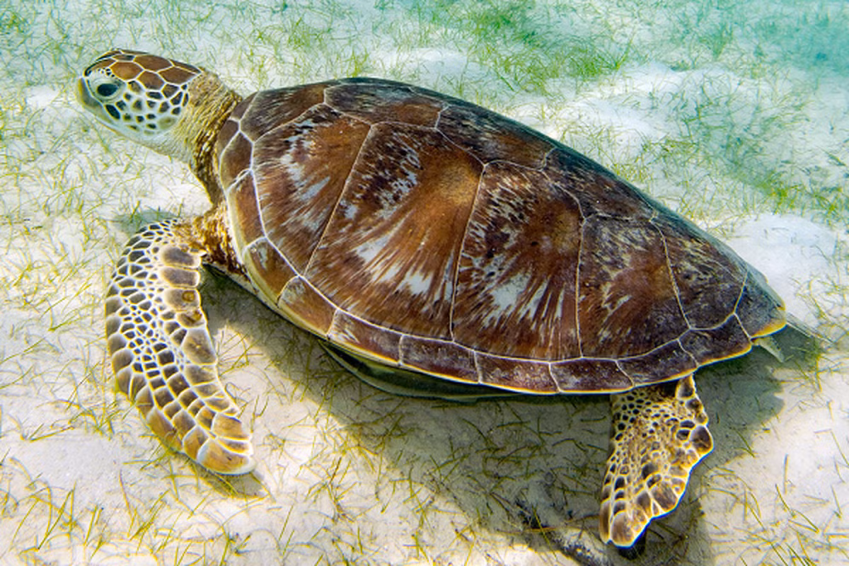 Trên mỗi chân bơi có 1 móng vuốt sắc nhọn, hiếm khi có 2 móng vuốt (thường ở rùa con mới nở). Màu sắc biến đổi theo sự phát triển của cơ thể, rùa con thường có màu xanh đen sau đó nhạt dần, rùa trưởng thành có màu xanh, và trọng lượng khoảng 230kg.