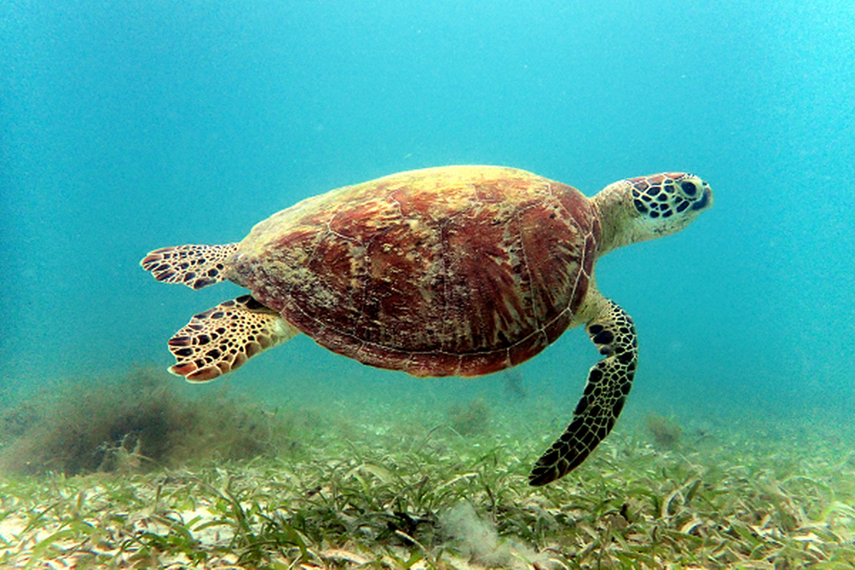Trước năm 1975 nguồn lợi Rùa xanh ở nước ta rất phong phú, và là loài có kích thước lớn nhất trong họ Vích Cheloniidae.