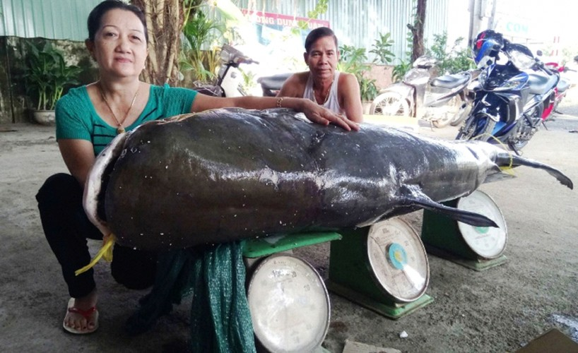 Để câu được con cá úc trên, cần thủ mất hơn 6 tiếng đồng hồ. Người này nhận được sự giúp đỡ của người dân mới có thể đưa con cá "khủng" lên bờ. Sau đó, một chủ nhà hàng đã mua lại con cá với giá 450.000 đồng/kg.