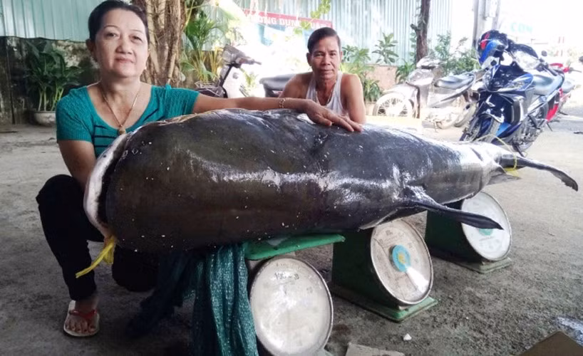 Để câu được con cá úc trên, cần thủ mất hơn 6 tiếng đồng hồ. Người này nhận được sự giúp đỡ của người dân mới có thể đưa con cá "khủng" lên bờ. Sau đó, một chủ nhà hàng đã mua lại con cá với giá 450.000 đồng/kg.