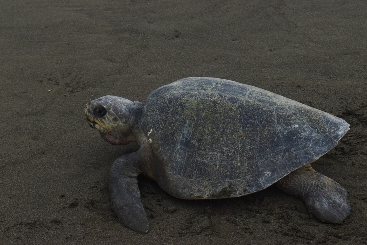 Đồi mồi dứa hoàn toàn không còn xuất hiện kể từ năm 2015 tại bán đảo Sơn Trà (Đà Nẵng).