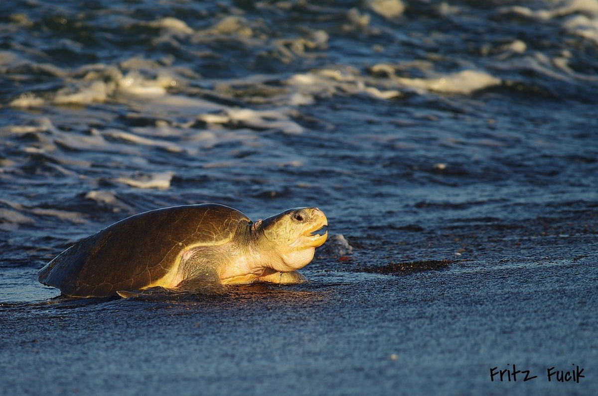 Đồi mồi dứa là một loài rùa biển lớn thuộc họ Vích. Chúng phân bố rộng khắp các vùng biển nhiệt đới và cận nhiệt đới trên thế giới.