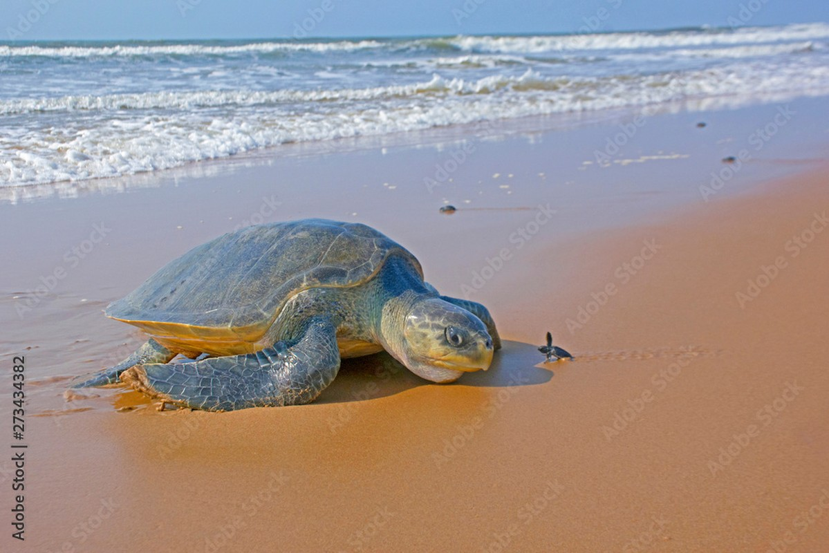 Theo nghiên cứu năm 2016 của Tổ chức Bảo tồn Thiên nhiên Quốc tế, đồi mồi dứa chỉ có khoảng 10 con lên đẻ mỗi năm tại một số bãi biển thuộc khu vực Bái Tử Long (Quảng Ninh) và tỉnh Quảng Bình.