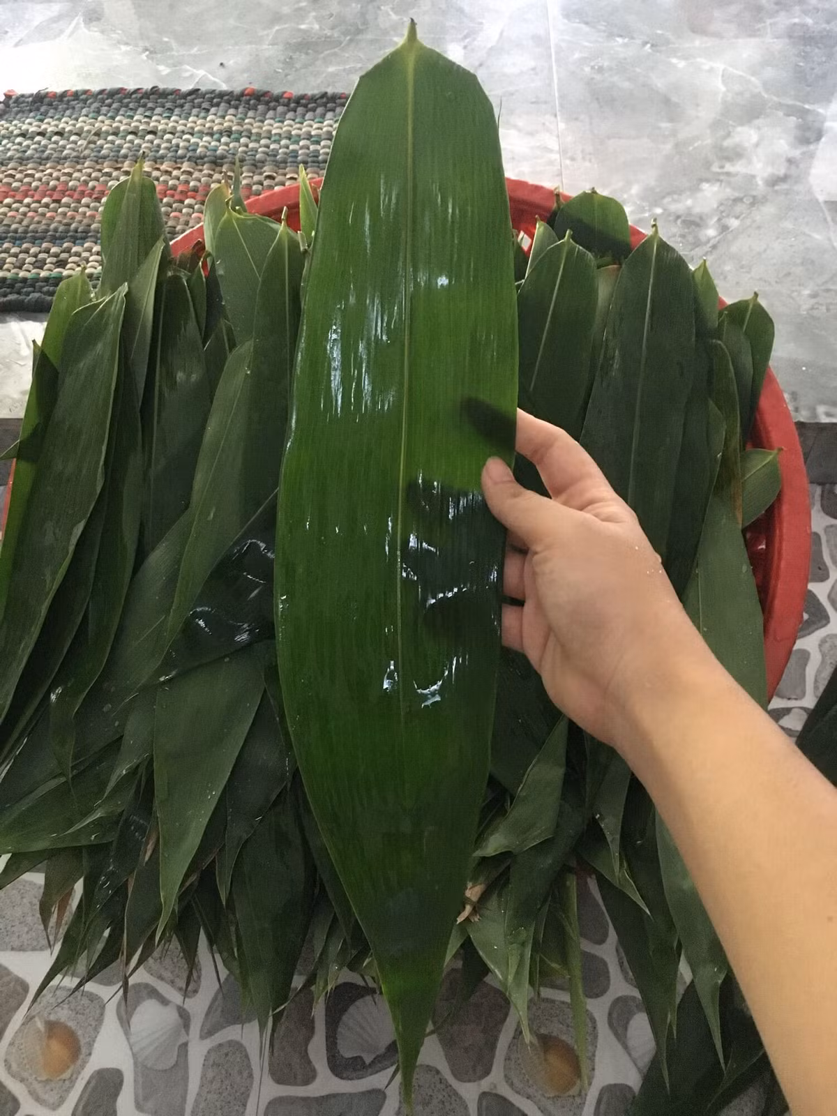 Lá tre Việt Nam được đánh giá cao về chất lượng và cạnh tranh với hàng Ấn Độ.