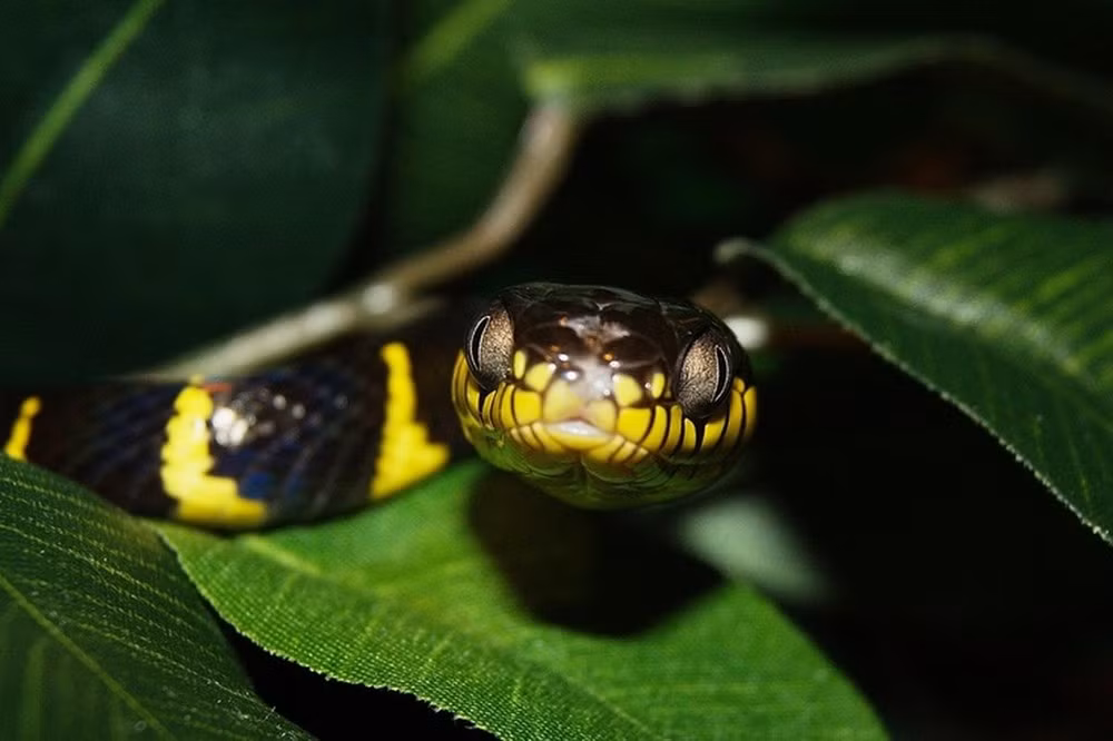5. Rắn cạp nong (Bungarus fasciatus): Cũng có khoang đen và vàng xen kẽ, sống ở nhiều địa hình trong nước.