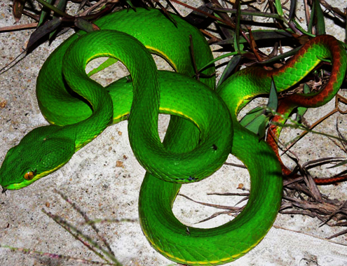 6. Rắn lục đuôi đỏ (Trimeresurus albolabris): Màu xanh lục đặc trưng, đuôi màu đỏ hoặc cam nhạt, sống chủ yếu ở vùng núi cao.