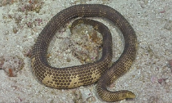 8. Rắn biển Peron (Hydrophis peronii): Rắn biển duy nhất có sừng ở trên đầu, màu kem với vảy màu nâu hoặc xám, sinh sống ở ven biển Bà Rịa – Vũng Tàu, vịnh Bắc Bộ, Bình Thuận và Cà Mau. Chúng được xếp hạng 5 trong các loại rắn biển độc nhất thế giới.