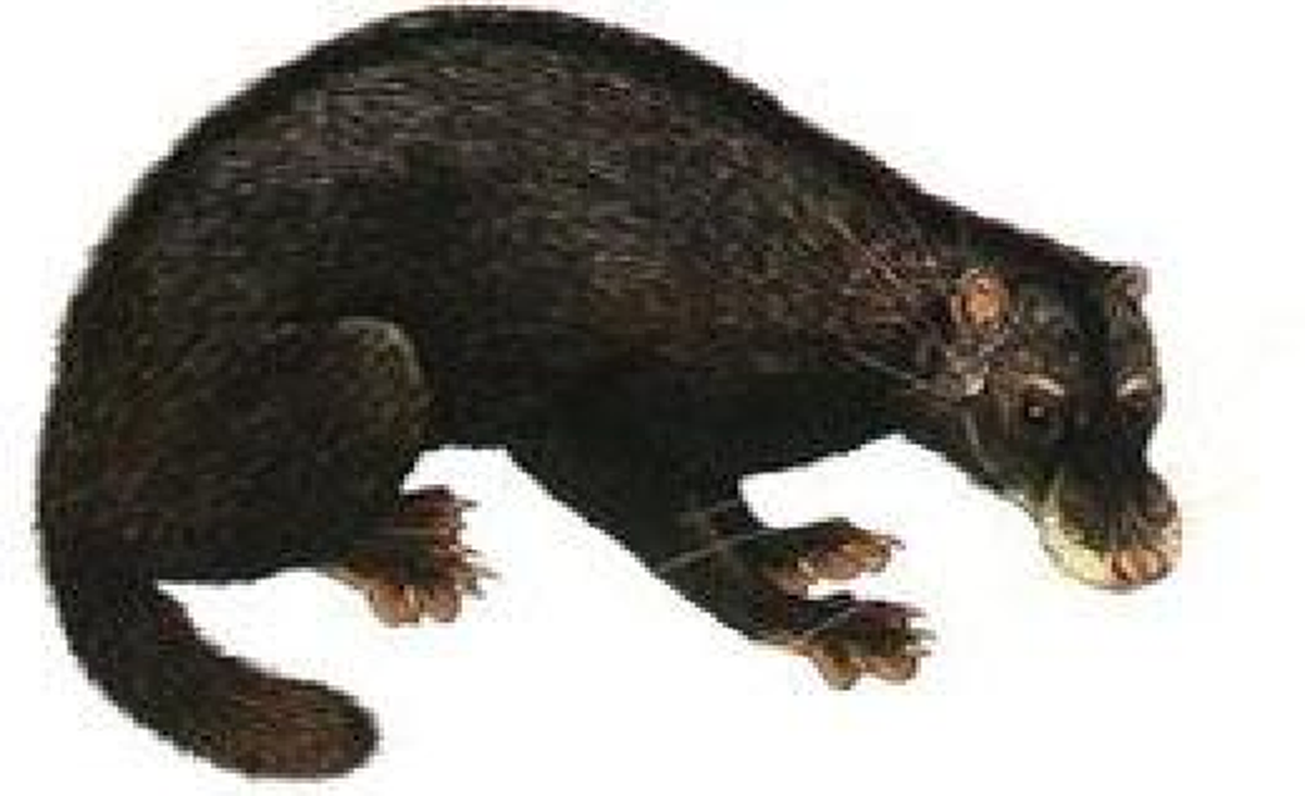 4. Cầy rái cá là một loài động vật độc đáo vì thuộc họ cầy nhưng lại sống gần nước như rái cá. Loài này từng được bắt gặp tại hồ Ba Bể (Bắc Kạn) nhưng trong nhiều năm qua đã không còn thấy xuất hiện.