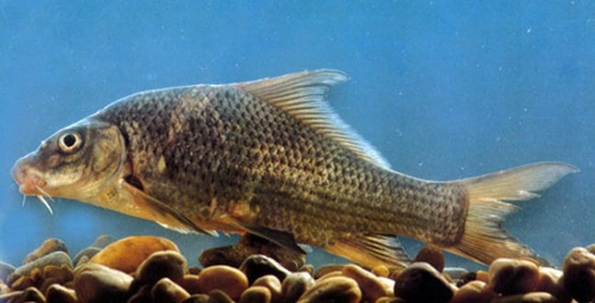 8. Cá chép gốc: Loài cá có thịt rất ngon này chỉ sống ở sông Kỳ Cùng của tỉnh Lạng Sơn. Việc đánh bắt quá mức là nguyên nhân diệt chủng loài này.