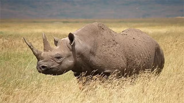 3. Tê giác hai sừng (còn gọi là tê giác Sumatra) rất dễ phân biệt với người họ hàng một sừng bởi thân hình đầy lông lá và hai chiếc sừng nhỏ trên đầu mũi. Loài tê giác này từng sinh sống tại các khu rừng ở tỉnh Khánh Hòa.