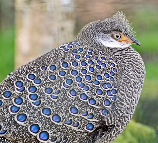 Mỏ đen ở chóp và hai mép, phần còn lại màu hồng thịt, giò xám nâu, có 2 cựa (mỗi giò 1 cựa), cá biệt có tới 4 cựa (mỗi giò 2 cựa) màu xám đen. Con cái cựa ít phát triển.