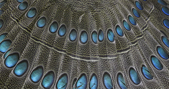 Con mái tương tự như con trống nhưng cỡ nhỏ hơn, lông xỉn hơn. Da mặt màu hồng thịt. Màu trắng của mào, lông ở gáy và họng không rõ lắm. Những sao trên cánh nhỏ và đen hơn, ánh sao không rõ bằng ở chim đực. Trên các lông đuôi ngắn nhất không có sao.