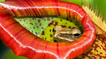 Viện Sinh học Nhiệt đới và các cơ quan chức năng đã đề xuất đưa Thorel vào Sách Đỏ của cả Việt Nam và thế giới, nhằm tăng cường nhận thức và thúc đẩy các biện pháp bảo tồn cụ thể cho loài cây 'ăn thịt' độc đáo này.