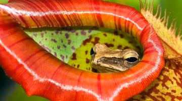 Viện Sinh học Nhiệt đới và các cơ quan chức năng đã đề xuất đưa Thorel vào Sách Đỏ của cả Việt Nam và thế giới, nhằm tăng cường nhận thức và thúc đẩy các biện pháp bảo tồn cụ thể cho loài cây 'ăn thịt' độc đáo này.