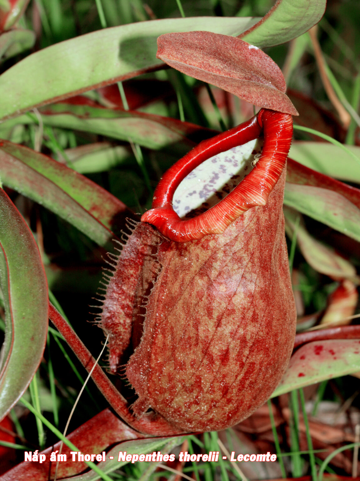 Loài cây Thorel nổi bật với cách thức săn mồi đặc biệt. Cuống lá dài của nó hình thành một bình ấm, với phần đáy thắt lại và tiết ra chất nhựa có mùi hương dẫn dụ con mồi, chủ yếu là côn trùng. Dưới miệng bình, cây tiết ra dịch mật hấp dẫn, khiến côn trùng dễ dàng bò trên chiếc bình mà không nhận ra mối nguy hiểm.