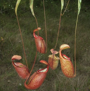 Loài cây này đã được ghi nhận lần đầu tiên vào giai đoạn 1861 – 1869 tại xã Thị Tĩnh, huyện Lò Thiêu, tỉnh Bình Dương, được nhà khoa học Pháp Paul Henri Lecomte đặt tên là Thorel vào năm 1909.