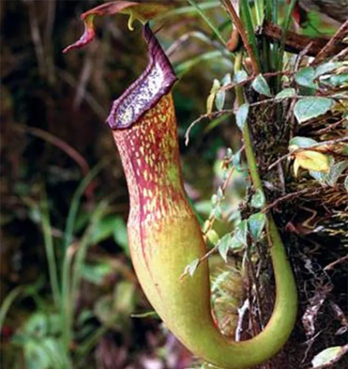 Tính đến năm 2012, cây nắp ấm Thorel chỉ còn dưới 100 cá thể tự nhiên, đặt loài cây này vào tình trạng nguy cơ tuyệt chủng theo đánh giá của Tổ chức Bảo tồn Thiên nhiên Quốc tế (IUCN).