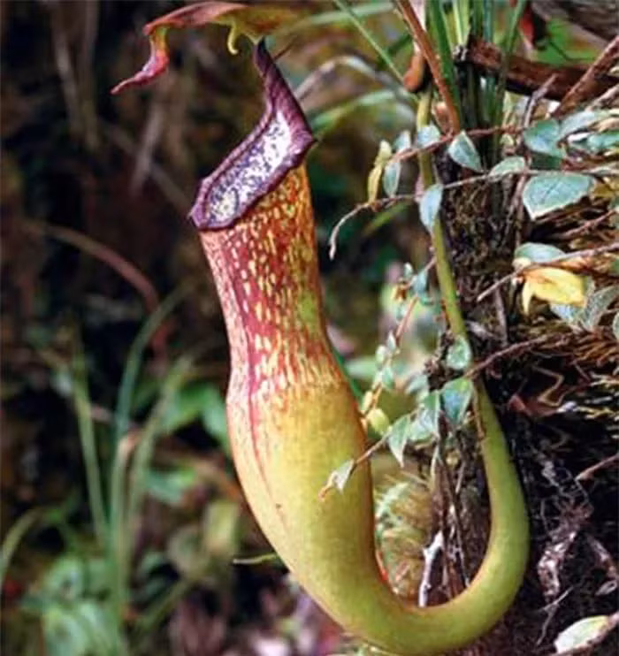 Tính đến năm 2012, cây nắp ấm Thorel chỉ còn dưới 100 cá thể tự nhiên, đặt loài cây này vào tình trạng nguy cơ tuyệt chủng theo đánh giá của Tổ chức Bảo tồn Thiên nhiên Quốc tế (IUCN).