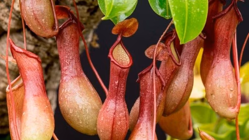 Hiện nay, việc nghiên cứu và bảo tồn Thorel đang đối mặt với nhiều khó khăn, khi cả Việt Nam và thế giới chưa có nhiều công trình nghiên cứu về loài cây này.