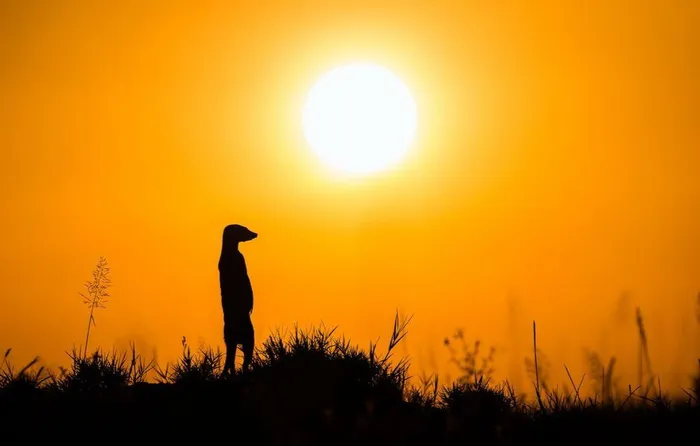 Tuổi thọ trung bình của cầy Meerkat là từ 12-14 năm.