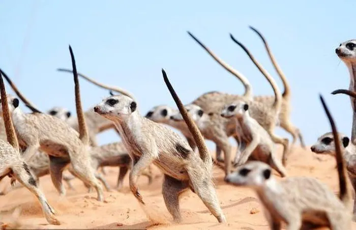 Chúng phân công công việc rõ ràng, một con canh gác và các thành viên khác săn mồi.