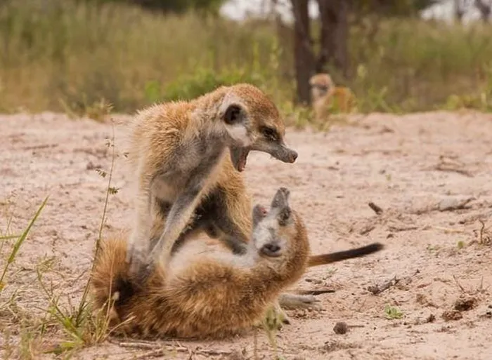Cầy Meerkat cũng có thói quen giết chết các con non yếu đuối để cải thiện vị trí trong bầy. Trong thứ tự bầy đàn, những con khỏe mạnh có thể giết chết các con yếu đuối.