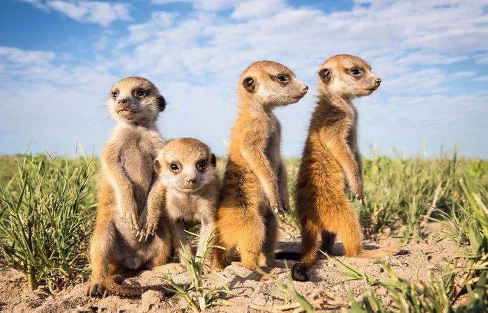 Có trọng lượng từ 0.5 - 2.5 kg, chúng sống chủ yếu bằng cách săn mồi như côn trùng, thằn lằn, rắn, và có khả năng miễn nhiễm với một số loại nọc độc.