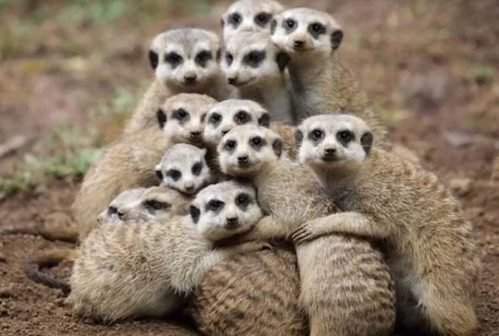 Cầy Meerkat có ý thức đề phòng cảnh giác rất cao. Khi ngủ chúng sẽ nằm chồng lên nhau, một tai thì luôn vểnh lên để nghe ngóng mọi động tĩnh xung quanh.