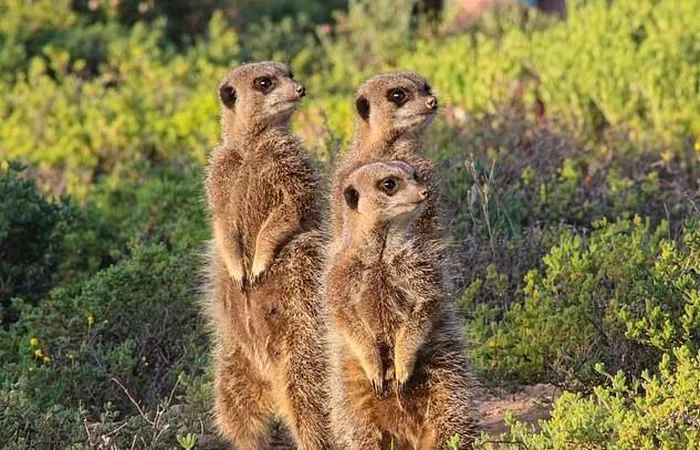 Nghiên cứu của Tiến sĩ Jose Maria Gomez cho thấy cầy Meerkat là loài động vật có tổ chức và tàn nhẫn nhất thế giới.