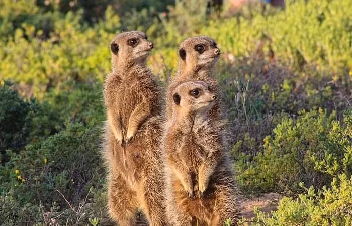 Nghiên cứu của Tiến sĩ Jose Maria Gomez cho thấy cầy Meerkat là loài động vật có tổ chức và tàn nhẫn nhất thế giới.