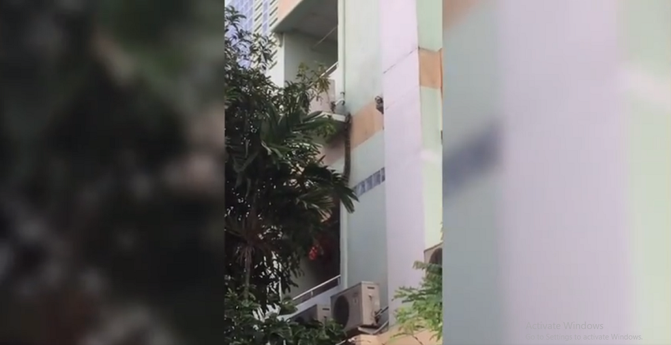 Lính cứu hỏa đã được gọi đến để bắt con trăn và kéo nó xuống con phố bên dưới để đo đạc.