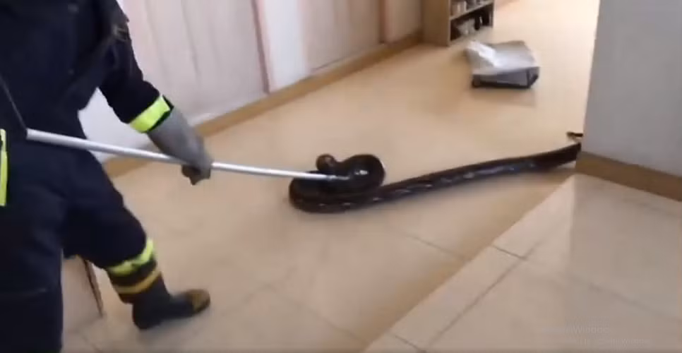 Con trăn không mang nọc độc, phân bố chủ yếu ở châu Á, châu Phi và Australia. Thức ăn của trăn rất đa dạng, từ chuột, mèo đến động vật có vú lớn hơn như hươu, linh dương và các loài chim.