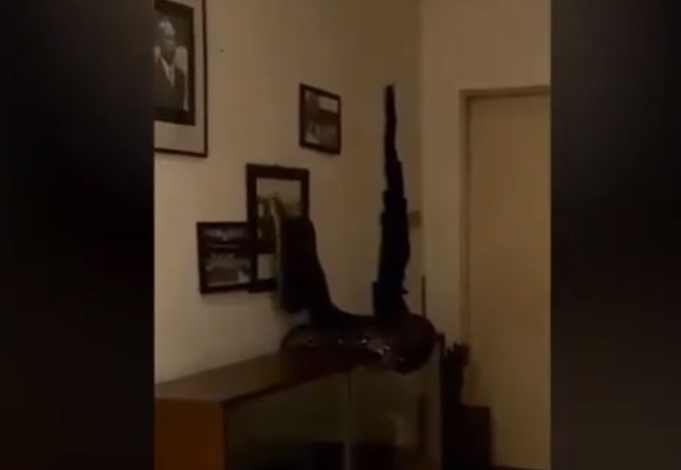 Gia đình sốc khi phát hiện con trăn lớn đang trèo lên tường vào lúc 4 giờ sáng. Một con trăn thứ hai cũng được phát hiện trên mái nhà cùng một lúc.