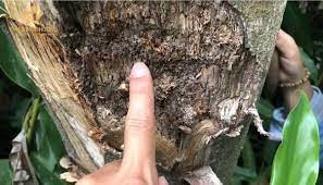 Trầm hương là một loại cây có nguồn gốc từ rừng nhiệt đới Đông Nam Á, và trước khi bị nhiễm nấm mốc, phần tâm gỗ bên trong thân cây không có giá trị.