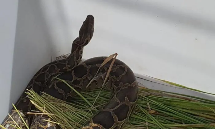 Trăn đất có tên khoa học là Python molurus. Đây là loài bò sát có số lượng loài ngày càng suy giảm ngoài tự nhiên. Nguyên nhân chủ yếu là do vấn nạn săn bắt động vật hoang dã trái phép và mất nơi cư trú.