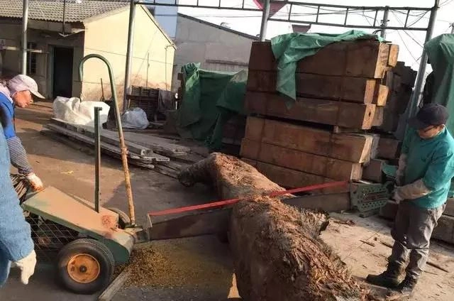 Sau khi nghi ngờ đó là gỗ quý hiếm, ông đã báo cảnh sát. Cảnh sát và chuyên gia đến hiện trường và xác nhận đây là gỗ Kim Tơ Nam Mộc, loại gỗ cực kỳ quý và hiếm có.