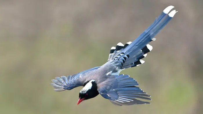 Chim giẻ cùi còn là biểu tượng quý giá của sự đa dạng và vẻ đẹp thiên nhiên tại Việt Nam.