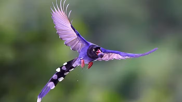 Chim giẻ cùi, hay Urocissa Erythroryncha, là một loài chim tuyệt đẹp của Việt Nam.