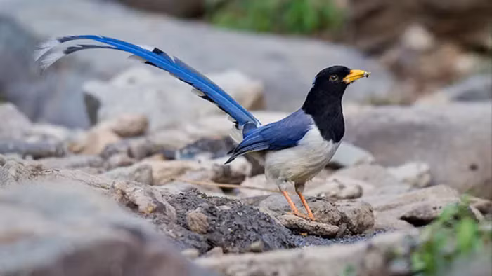 Phân bố từ dãy Himalaya tới Việt Nam, chim giẻ cùi thích ứng linh hoạt với môi trường sống và chế độ dinh dưỡng đa dạng.