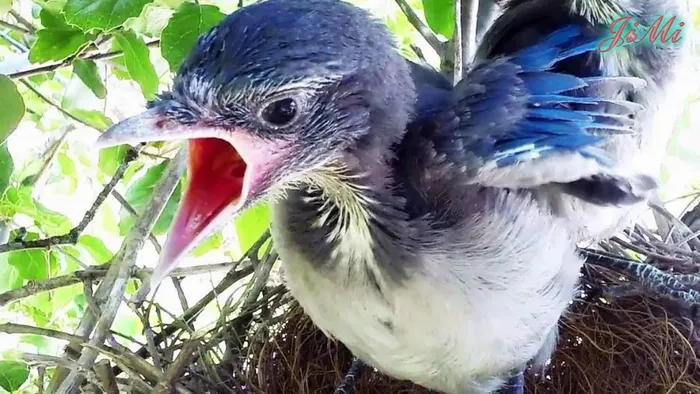 Thường xuất hiện trong văn hóa dân gian, giẻ cùi là nguồn cảm hứng cho nhiều tác phẩm văn học và nghệ thuật truyền thống.