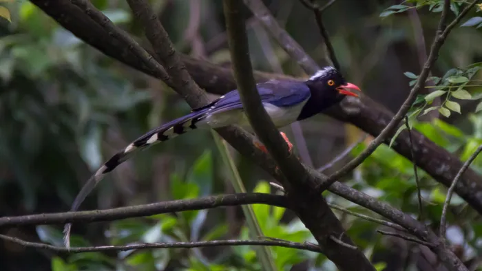 Khả năng bắt chước giọng hót của các loài khác là đặc điểm nổi bật của giẻ cùi, tạo ra âm thanh phức tạp và đa dạng.