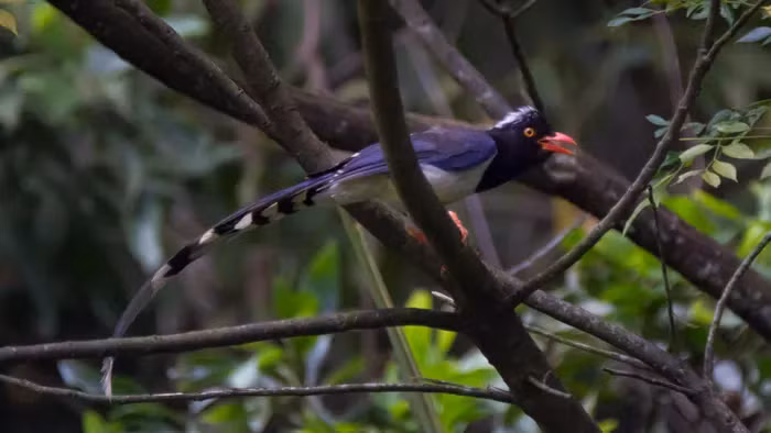 Khả năng bắt chước giọng hót của các loài khác là đặc điểm nổi bật của giẻ cùi, tạo ra âm thanh phức tạp và đa dạng.