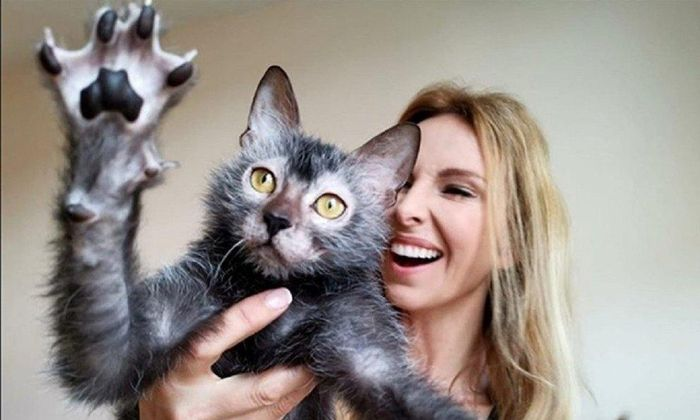 Một số chủ nhân mèo Lykoi đã tạo tài khoản mạng xã hội riêng cho thú cưng của mình và nhận được sự quan tâm lớn từ cộng đồng.