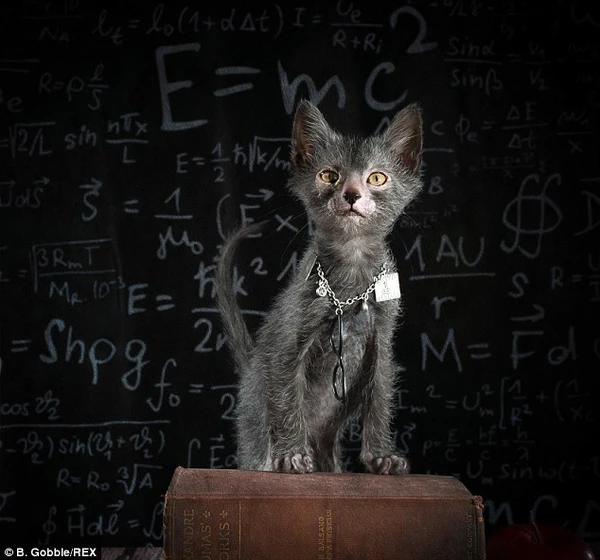 Số lượng mèo Lykoi trên thế giới hiện nay rất ít, làm tăng giá trị và sự quý hiếm của chúng.