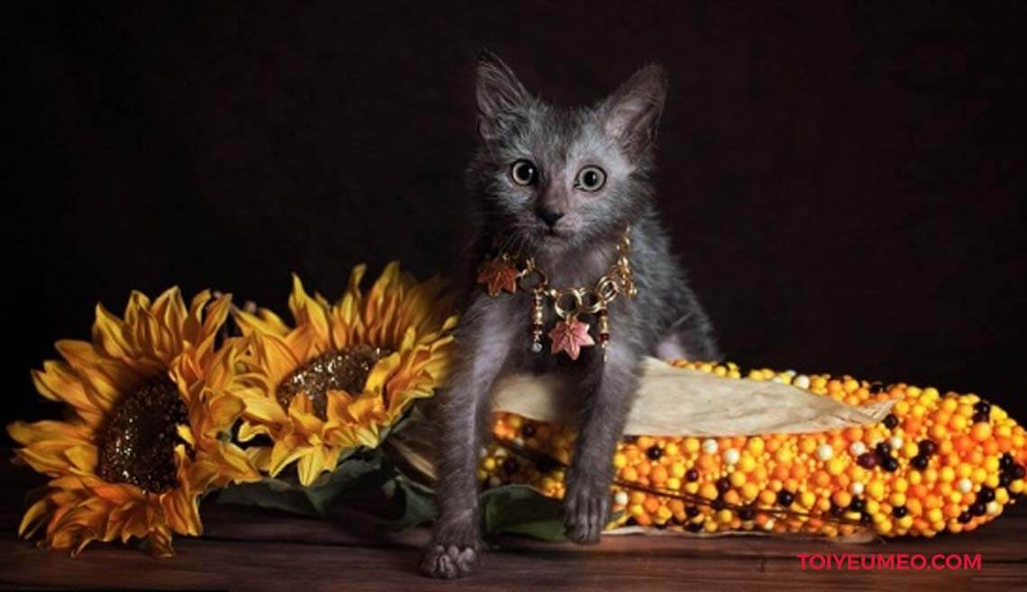 Giống mèo "ma sói" này có giá khoảng 2.000 USD mỗi con và được coi là rất quý hiếm.